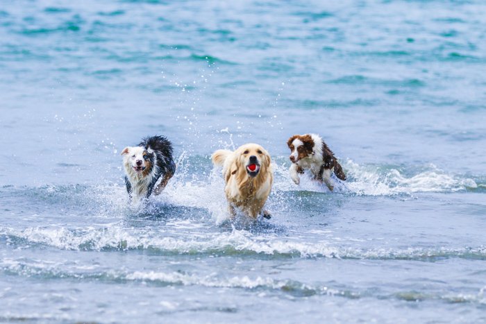 Un retrato de fotografía de mascotas de tres perros corriendo a través de las olas en una playa usando un teleobjetivo.