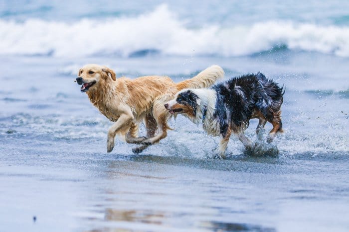 Un retrato de fotografía de mascotas de dos perros corriendo en una playa con una lente de zoom.