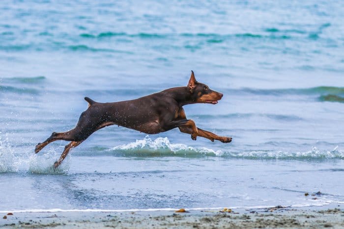 Una fotografía de mascotas retrato de un perro marrón corriendo en una playa con un teleobjetivo.