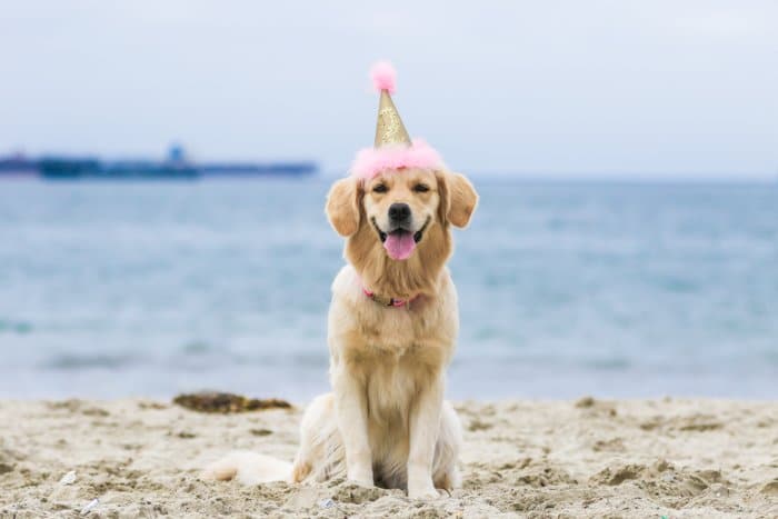 Una fotografía de mascotas retrato de un perro en una playa con un gorro de fiesta con una lente de zoom.