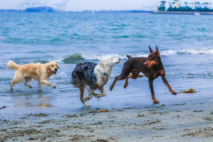 Un retrato de fotografía de mascotas de tres perros corriendo y jugando en una playa usando un teleobjetivo.