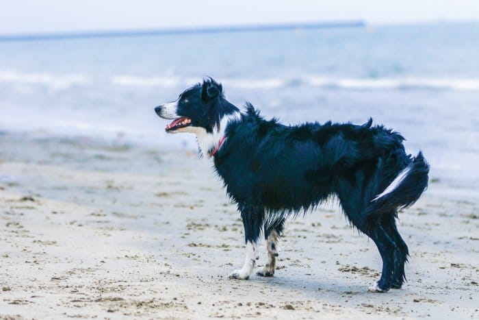 Una fotografía de mascotas retrato de un perro border collie de pie en una playa con un teleobjetivo.