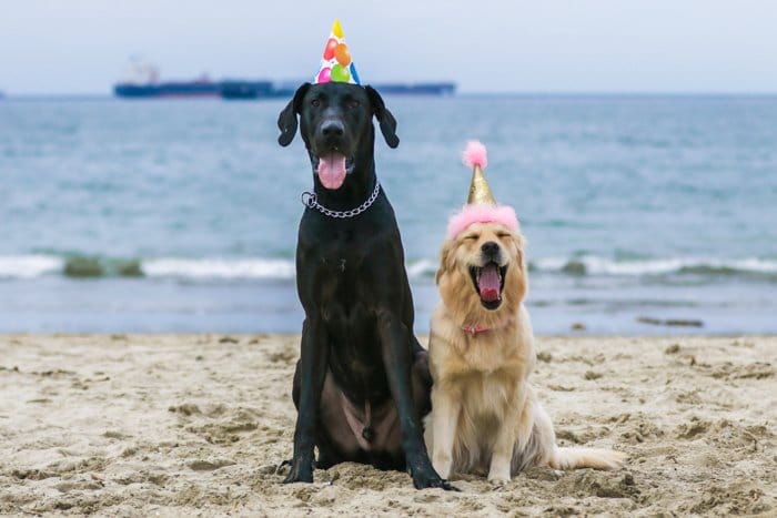 Un retrato de fotografía de mascotas de dos perros en una playa con sombreros de fiesta usando una lente de zoom.