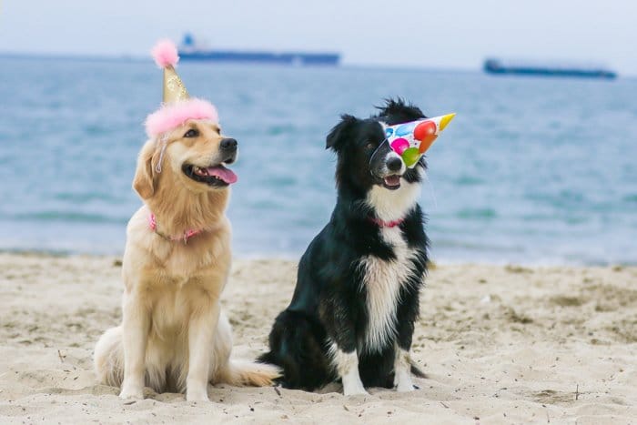 Un retrato de fotografía de mascotas de dos perros en una playa con sombreros de fiesta usando una lente de zoom.