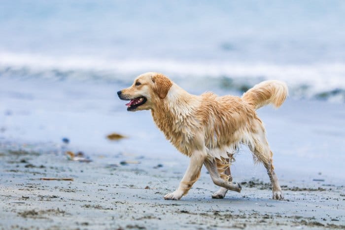 Una fotografía de mascotas retrato de un golden retriever en una playa con un teleobjetivo.