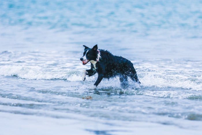 Un retrato de fotografía de mascotas de un border collie corriendo a través de las olas en una playa usando una lente de zoom.