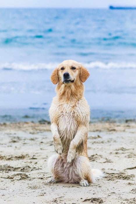 Un retrato de fotografía de mascotas de un perro en una playa usando una lente de zoom.