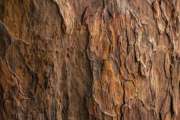 Una foto de clos eup de la corteza rugosa de un árbol: cómo fotografiar texturas 