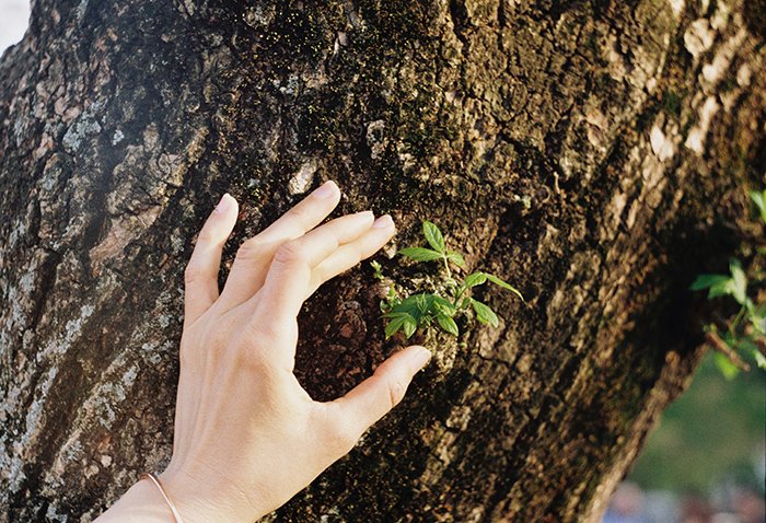 La mano de una persona frotando una corteza de árbol áspera - consejos para la fotografía de textura