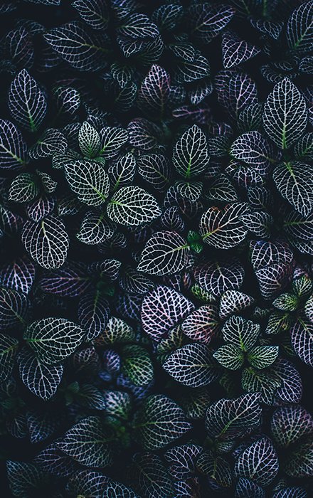 Un hermoso retrato de hojas de color verde oscuro y violeta: se destaca la textura de las hojas.