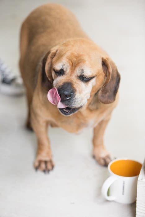 Un lindo perro marrón era conocido por amar el café con una taza frente a él: la fotografía del momento decisivo