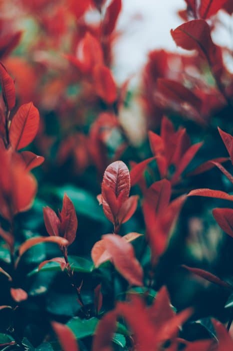 Una foto de hojas rojas y verdes que demuestran el patrón y la repetición en la fotografía.