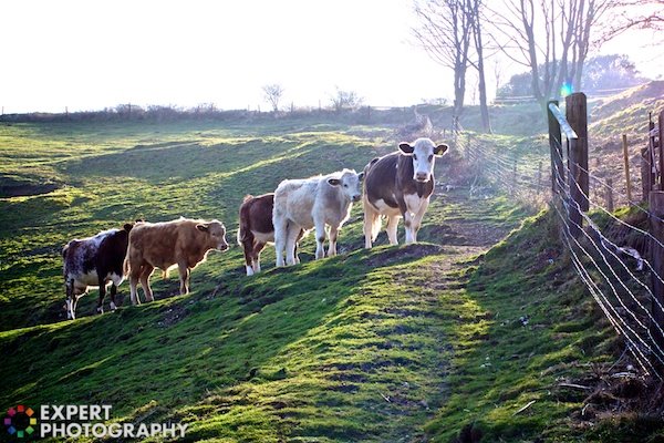 5 vacas alineadas en un camino en una ladera cubierta de hierba con vallas en el lado derecho de la imagen