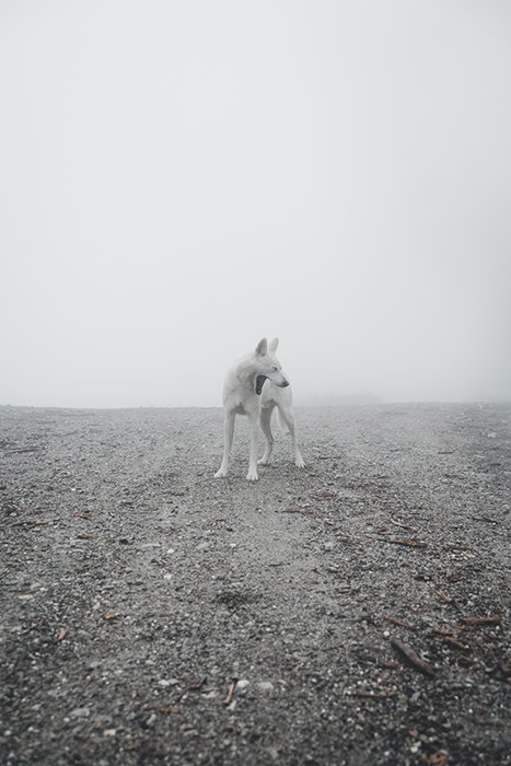Una fotografía de bellas artes de un perro blanco: lo que hace que la fotografía sea arte