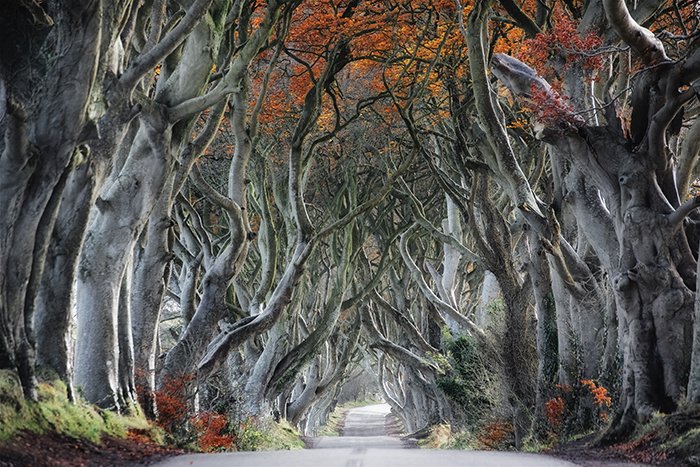 Foto artística de un camino que atraviesa un bosque