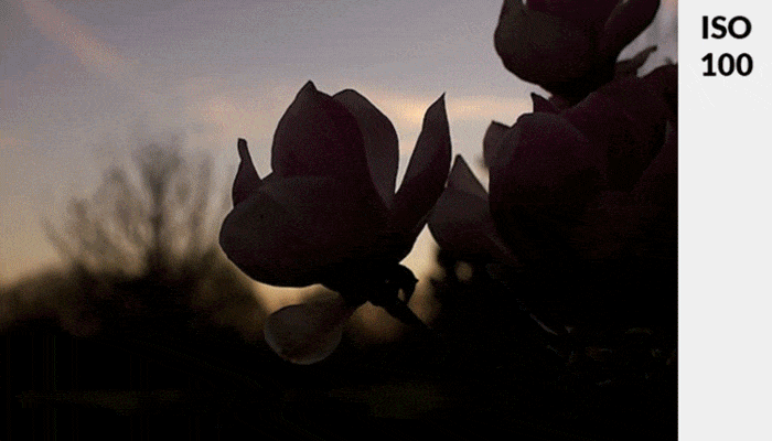 GIF animado de una flor rosa con poca luz que muestra el cambio de exposición con ISO