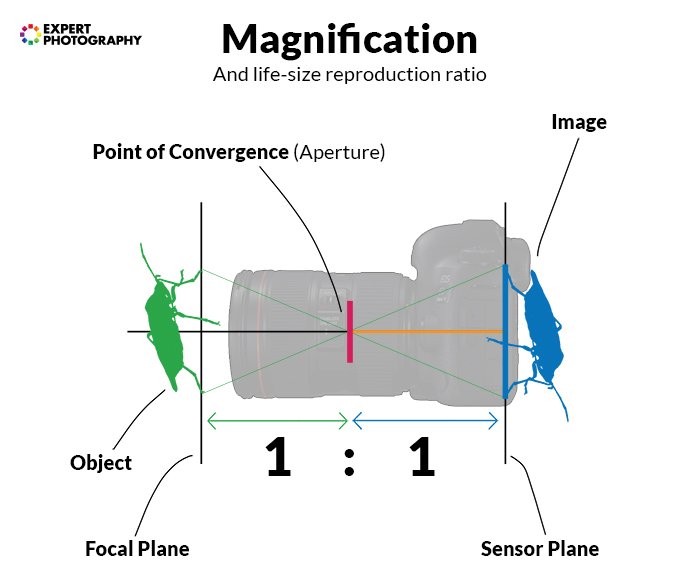 Un diagrama que muestra cómo funciona la ampliación en fotografía.