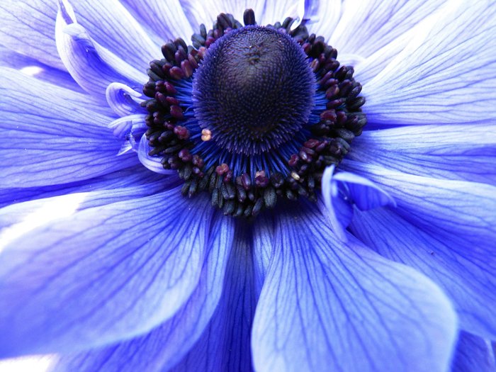 Cerca del centro de una flor azul