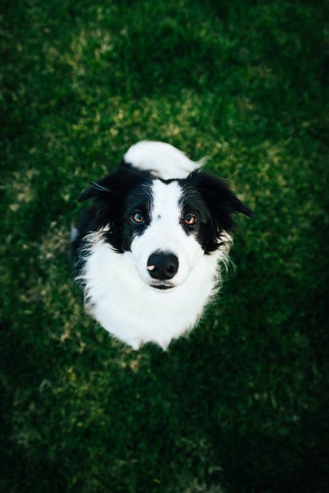 Un retrato de un perro collie fotografiado con disparadores remotos y flash fuera de la cámara