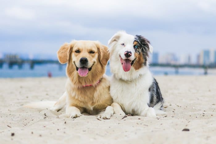 Un retrato de fotografía de mascotas de dos perros en una playa con un teleobjetivo.