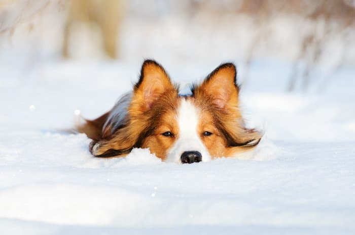 Un lindo perro en la nieve.