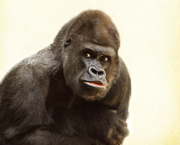 Fotografía de zoológico retrato de un gorila con fondo blanco.