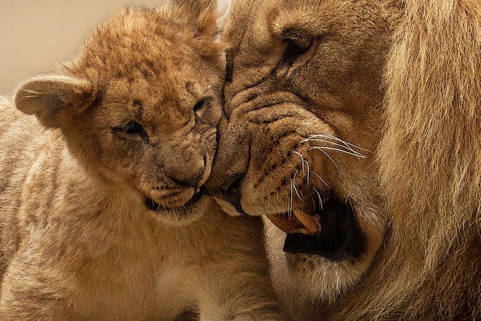 Foto de zoológico de un león macho y un cachorro de león presionando cabezas juntas