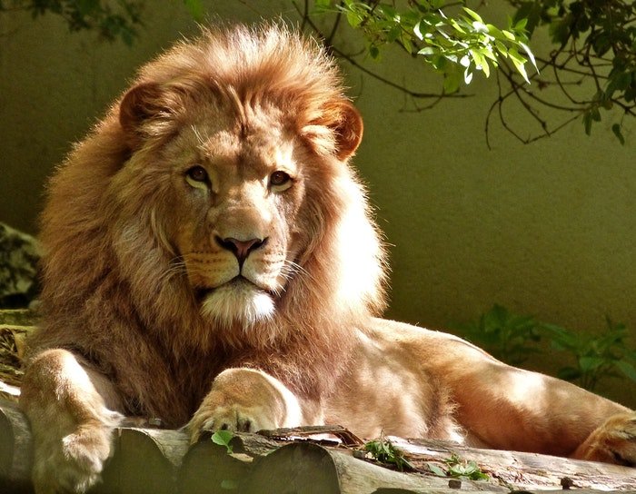 Foto de un león macho acostado sobre una roca en el zoológico