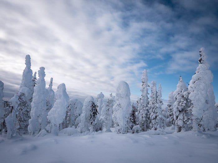 Impresionante fotografía de invierno de paisaje foto de bosque cubierto de nieve.