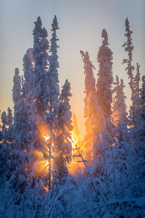Fotografía de noche de invierno de una puesta de sol a través de árboles helados.