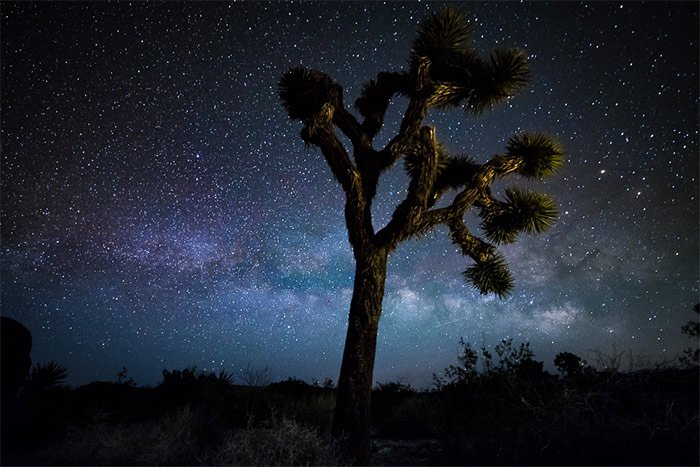 Foto de un árbol con el cielo estrellado arriba