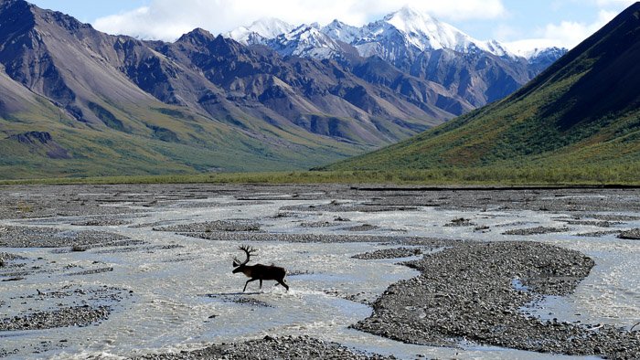 Un alce corriendo por un paisaje montañoso - ropa para fotografía de vida silvestre