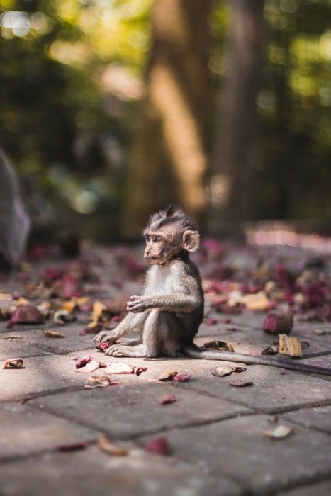 Un mono bebé sentado en el pavimento - ropa de fotografía de vida silvestre
