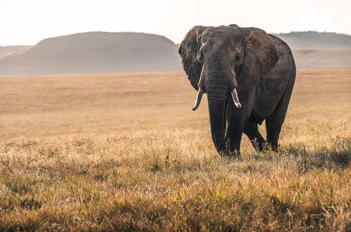 Un elefante caminando por un paisaje herboso - ropa para fotografía de vida silvestre