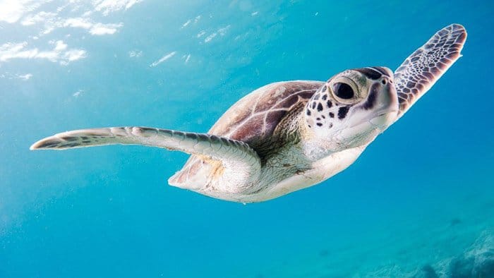 Una tortuga nadando bajo el agua - ropa de fotografía al aire libre