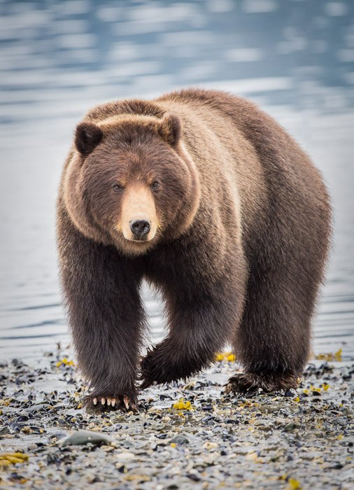 Retrato de vida silvestre de un gran oso caminando por la orilla de un lago