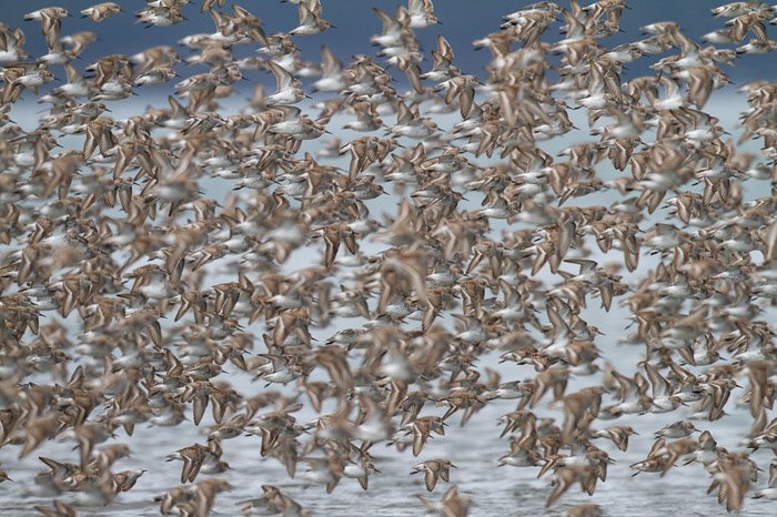 Una gran bandada de pájaros en vuelo: consejos para la fotografía de vida silvestre