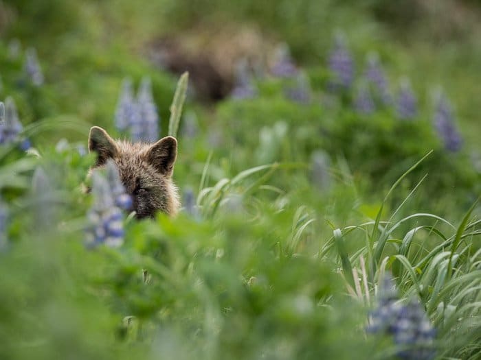 Una foto de la naturaleza de un zorro escondido en la hierba alta
