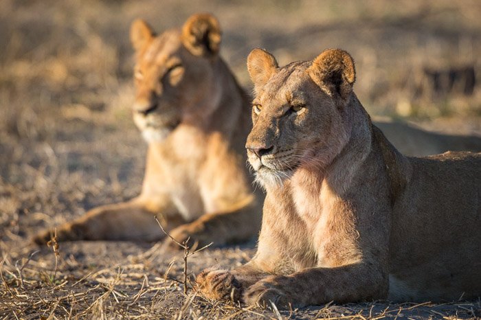 Un retrato de dos leonas recostadas sobre la hierba seca - consejos para la fotografía de animales