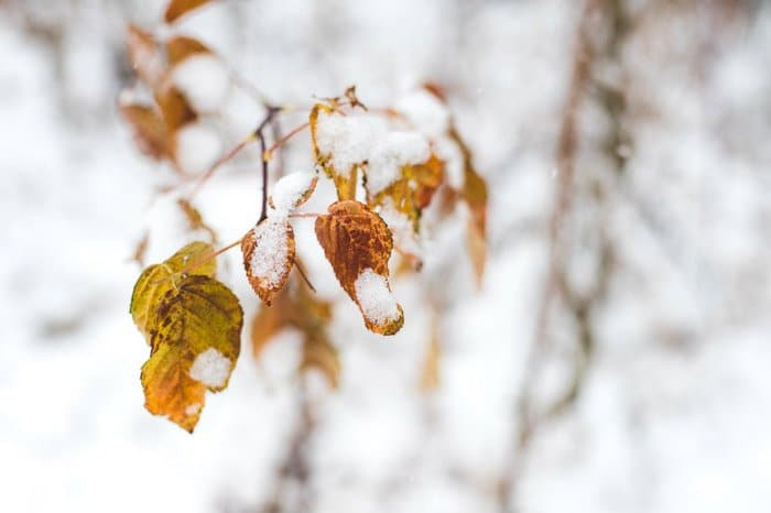 Primer plano macro de hojas marrones en un árbol congelado en el bosque nevado - fotografía de paisaje invernal