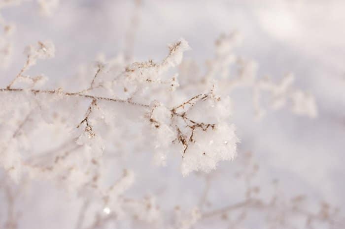 Zoom macro de cristales de hielo en la rama de un árbol en una escena de invierno,