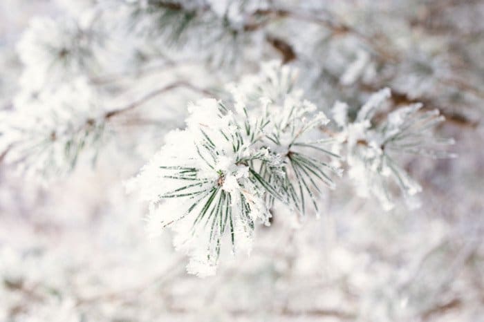 Agujas de pino espolvoreadas con nieve con zoom macro en un entorno invernal: paisajes invernales