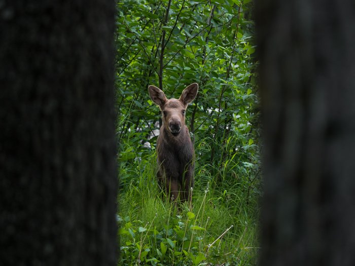 Fotografía de vida silvestre de un ciervo enmarcado por árboles.