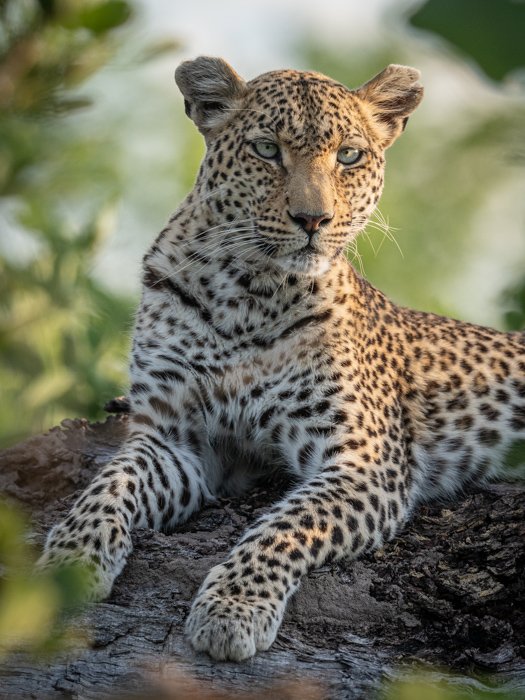 Cerrar fotografía de vida silvestre de un leopardo descansando