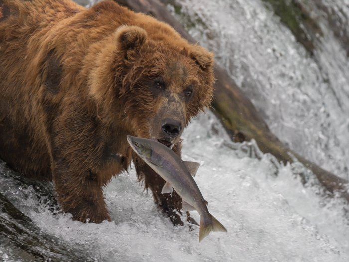 Un oso comiendo un pescado en Brooks Falls en el Parque Nacional Katmai de Alaska