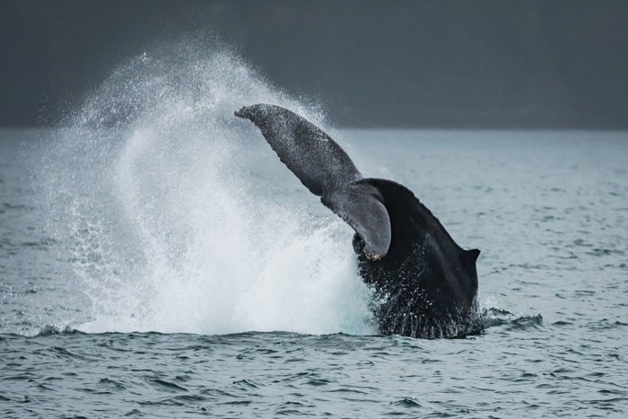 Una cola de ballena salpicando sobre la superficie del agua.