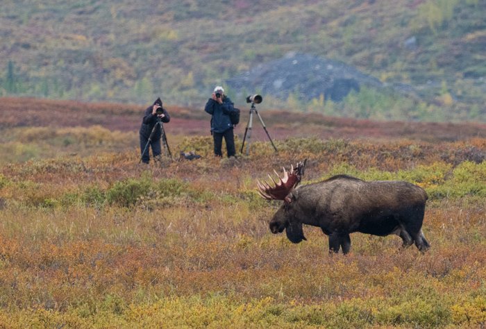 Dos hombres disparando fotografías de vida silvestre de un alce toro en el Parque Nacional Denali