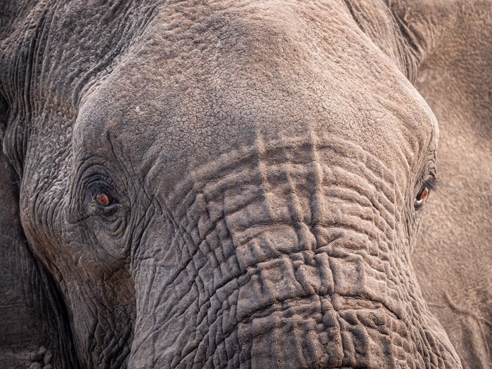 Cerrar fotografía de vida silvestre de una cara de elefantes