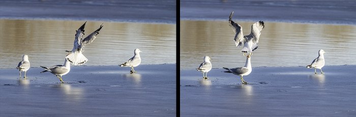 Dos fotos de gaviotas pescando en una playa