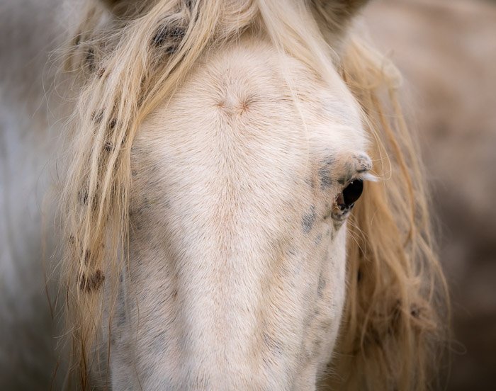 Foto de primer plano de la cabeza de un caballo